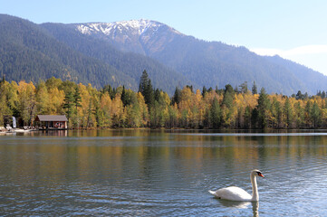 White swan on mountain lake