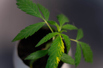 Little cannabis plant in the egg. Indoor growing. Marijuana production. Hemp cultivation. Macro.