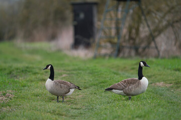 Canada Goose branta canadensis on a green meadow