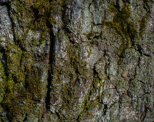 Tree bark. Abstract natural background