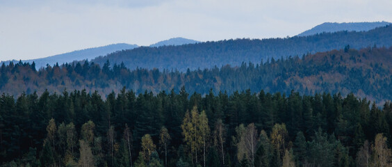 Panorama of spruce forest and mountains 