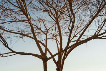 Branches without leaves of a graceful tree against the background of a blue sunset sky.