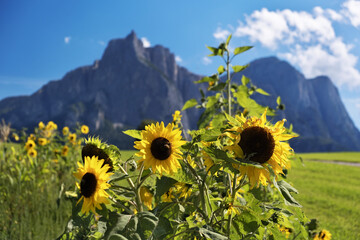 Beautiful landscape in Dolomite National Park, Unesco world Heritage, Trentino alto Adige, italy