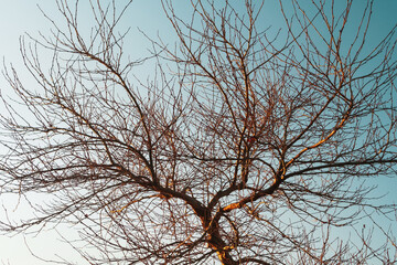 Fototapeta na wymiar Branches without leaves of a graceful tree against the background of a blue sunset sky.