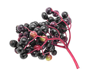 Elderberries on red twig isolated on a white background, top view. European black elderberry. Sambucus.