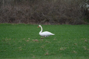 Single swan grazing outdoors. White swan bird walking on field.