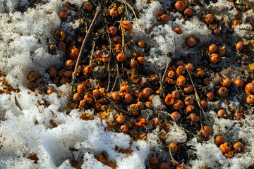 Last year's small apples are spoiled. They lie in the snow and in the mud.