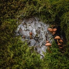 Small mushrooms and moss on tree trunk 