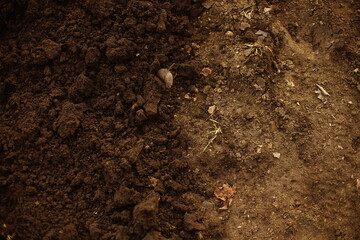 different soil, wet dug ground and dry old
