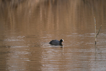 The Eurasian coot, Fulica atra, also known as the common coot, is a member of the bird family, the Rallidae.
