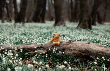 teddy bear on meadow of snowdrops in a forest