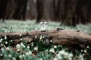 Obraz premium vintage alarm clock on meadow of snowdrops in a forest