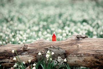 little toy house on meadow of snowdrops in a forest