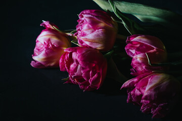 Pink tulips on a black background, close-up. Hard light. Pink flowers
