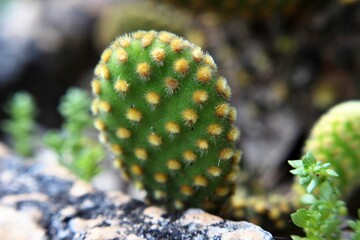 cactus in the garden