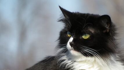 White persian black and white cat eating