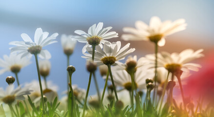 white daisies backlit under soft light.Point of view from below, with green background and nice bokeh. spring day.