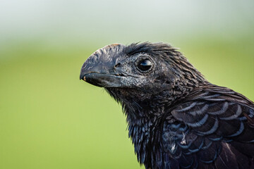 close up of a bird Smooth-billed Ani