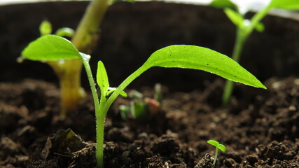 Green sprout of radish in the ground with dew drops close up