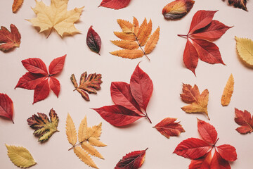 Fototapeta premium Autumn leaves on a pink background