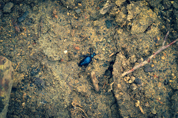 black beetle on the ground