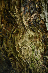 Close up of textured tree trunk  © Dmytro Hai