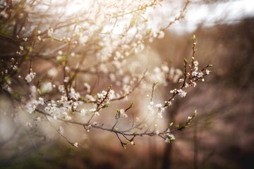 spring tree blossom flowers with sun shine light