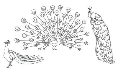 Fototapeta na wymiar Collection. A beautiful peacock sits, stands, walks. A bird with a lush tail in a modern one-line style. Solid line, outline for decor, posters, stickers, logo. Vector illustration set.