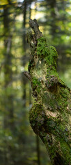 Vertical panorama of moss on tree trunk 
