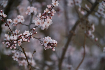 Flowers of the cherry blossoms on a spring day