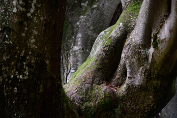 Close up of bark of tree with moss 