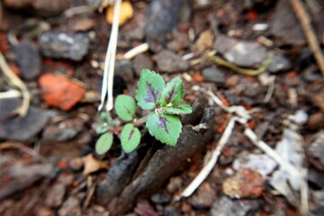 plants on the ground