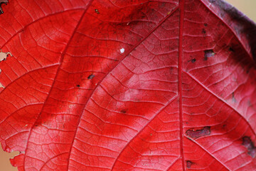 Close up view of the wild tree leaf.