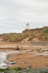 Sea Lions at Waipapa Point Lighthouse, wildlife of New Zealand