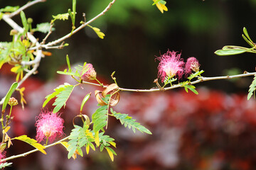 Close up view of the wild plant flowers.