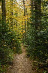 Footpath near spruce trees in autumn forest 