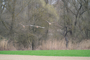 Two greylag goose, Anser anser in flight with background