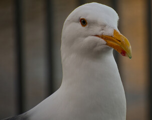 close up of a seagull