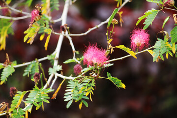 Close up view of the wild plant flowers.