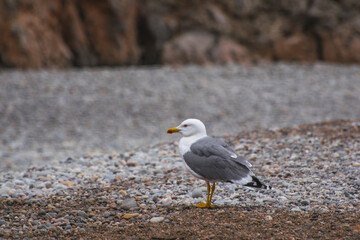 Graviotas volando cerca del mar