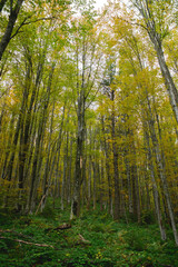 Fototapeta na wymiar Autumn forest with wooden logs on ground 