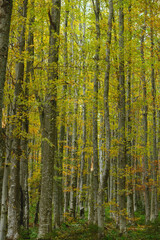 Fototapeta premium Autumn forest in carpathian mountains at daylight 