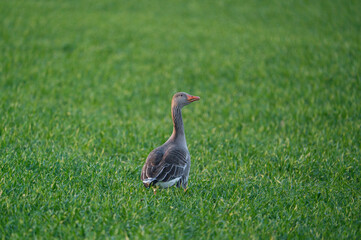 Greylag Goose, anser anser, a wild goose on a green meadow