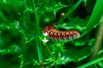 Macro shots, Beautiful nature scene. Close up beautiful caterpillar of butterfly  