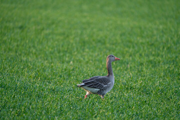 Obraz na płótnie Canvas Greylag Goose, anser anser, a wild goose on a green meadow