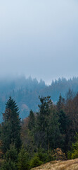 Spruce trees on hill in mountains with misty forest at background, vertical 