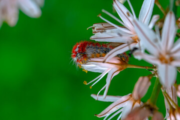 Macro shots, Beautiful nature scene. Close up beautiful caterpillar of butterfly  