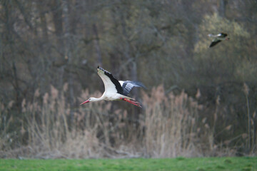 A White stork flying past the woods. A beautiful white stork flies in a nature park