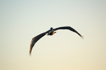 pelican in flight