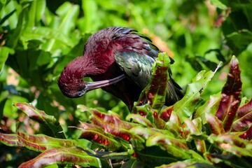 glossy ibis sitting in a nest